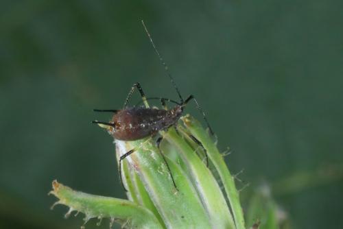 Réf. 264 643 : Uroleucon cichorii